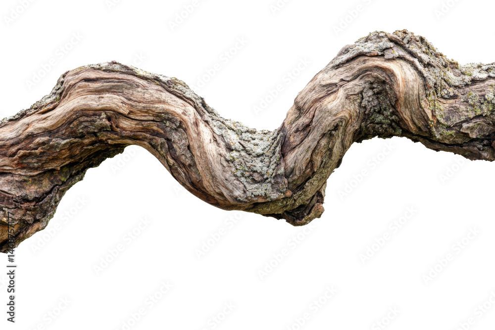 Fototapeta premium Curved Forest Branch 