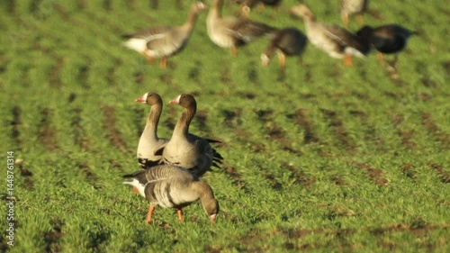 A large flock of geese grazing on a green field, with the image slightly distorted by hot swirling air, creating a shimmering effect.