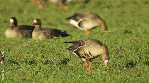 A large flock of geese grazing on a green field, with the image slightly distorted by hot swirling air, creating a shimmering effect.