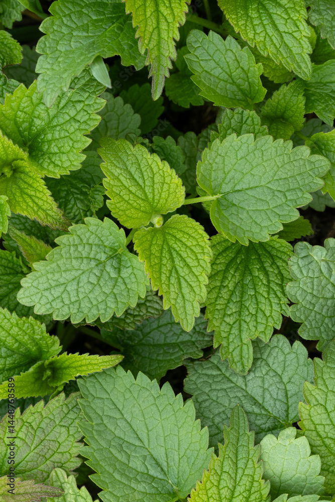 Young juicy green nettle foliage Young juicy green nettle foliage