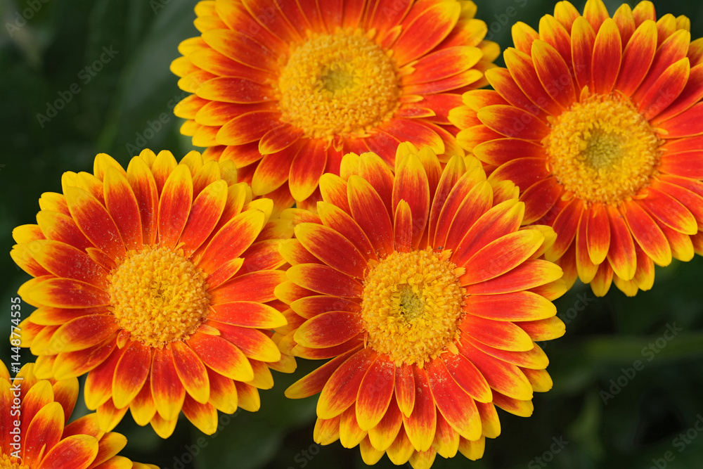 A vibrant cluster of yellow and orange gerbera daisies, radiating warmth and beauty in full bloom, capturing nature's artistry. A vibrant cluster of yellow and orange gerbera daisies, radiating warmth and beauty in full bloom, capturing nature's artistry.