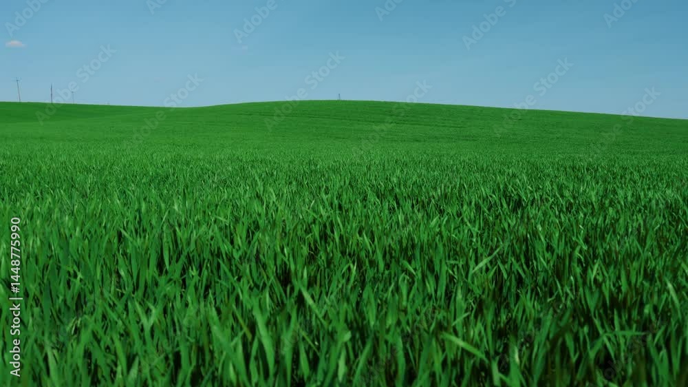 A Beautiful, Vibrant Green Grassy Field Spreads Out Beneath a Clear and Blue Sky A Beautiful, Vibrant Green Grassy Field Spreads Out Beneath a Clear and Blue Sky