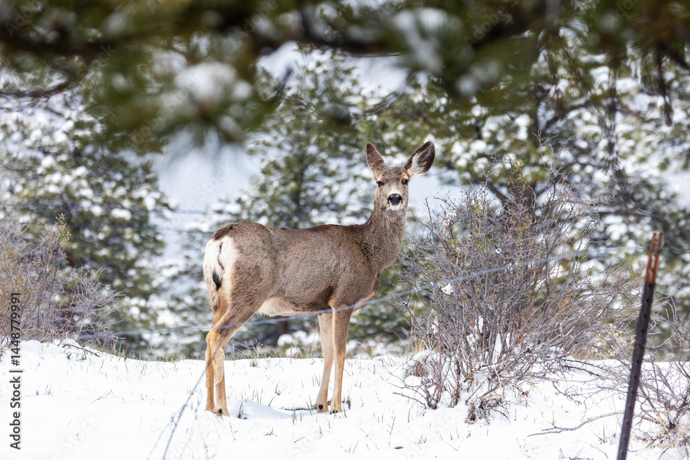 Fototapeta premium A peaceful winter scene shows a pair of deer pausing amid snow-covered ground in the forests of Boulder, CO