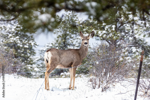 Wallpaper Mural A peaceful winter scene shows a pair of deer pausing amid snow-covered ground in the forests of Boulder, CO Torontodigital.ca