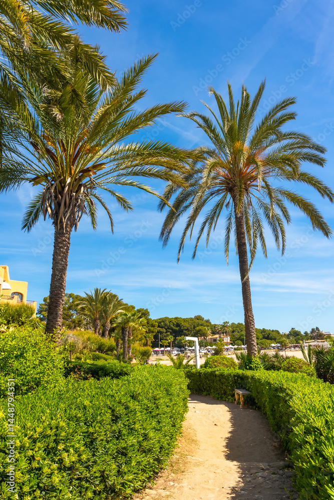 Cami de ronda path leading to roc de sant gaieta with palm trees in comarruga, spain