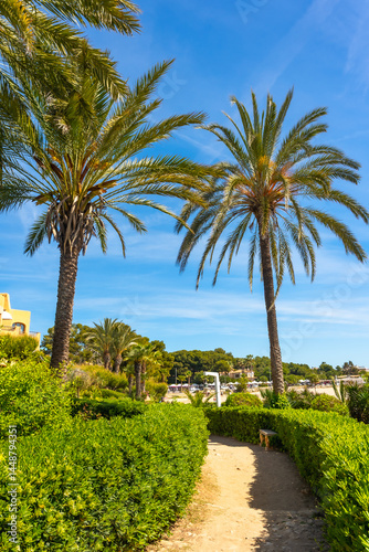 Obraz na płótnie Cami de ronda path leading to roc de sant gaieta with palm trees in comarruga, spain w salonie