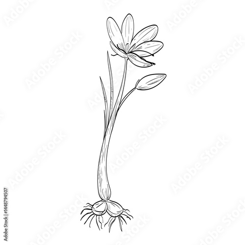 Drawing sketch style illustration of a Crocus sativus, saffron crocus or autumn crocus, a species of flowering plant in the iris family Iridaceae on isolated background in black and white line art. 