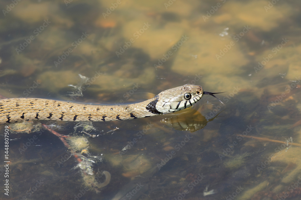 Barred grass snake Natrix Helvetica swimming on a pond in Central France