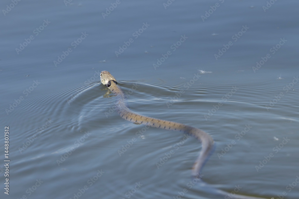 Barred grass snake Natrix Helvetica swimming on a pond in Central France