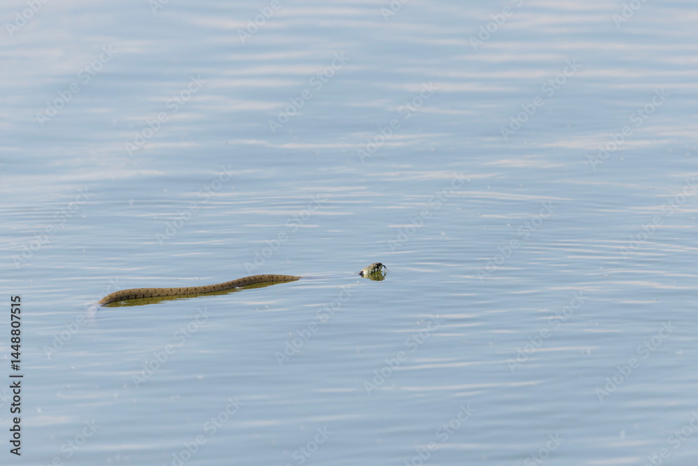 Barred grass snake Natrix Helvetica swimming on a pond in Central France