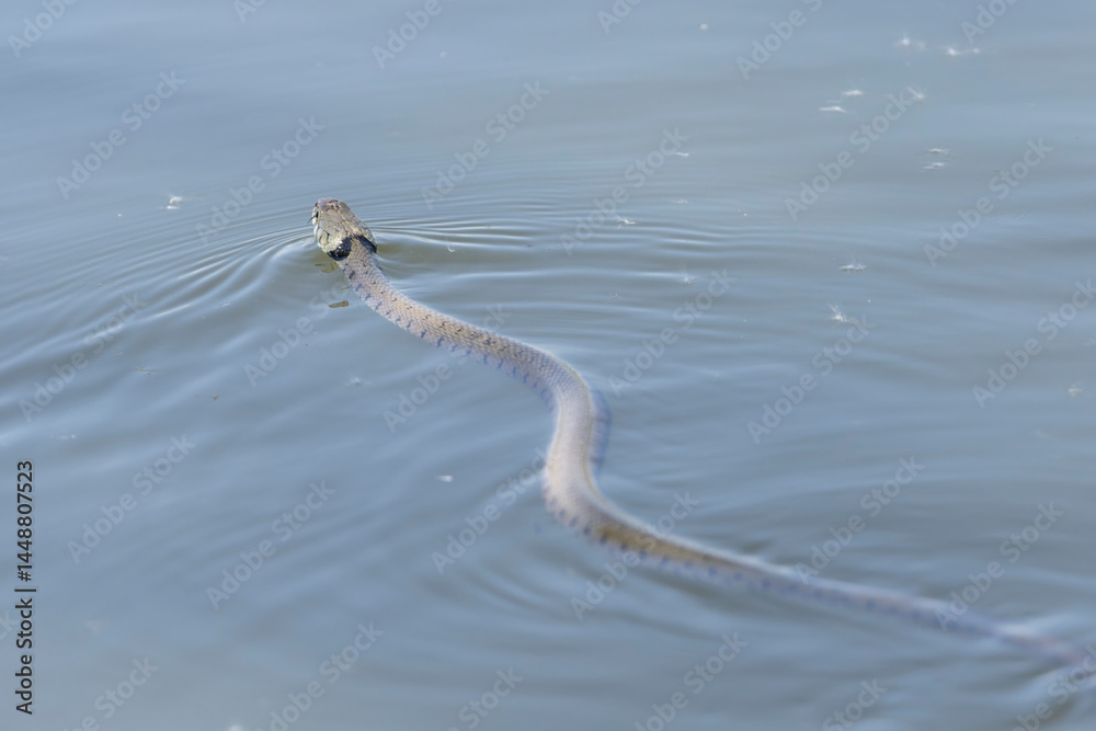 Barred grass snake Natrix Helvetica swimming on a pond in Central France