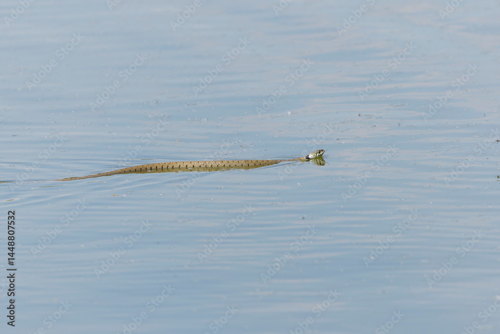 Barred grass snake Natrix Helvetica swimming on a pond in Central France