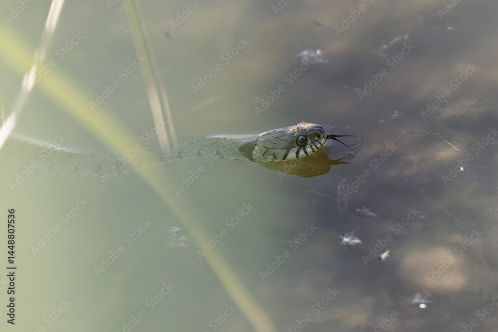 Barred grass snake Natrix Helvetica swimming on a pond in Central France