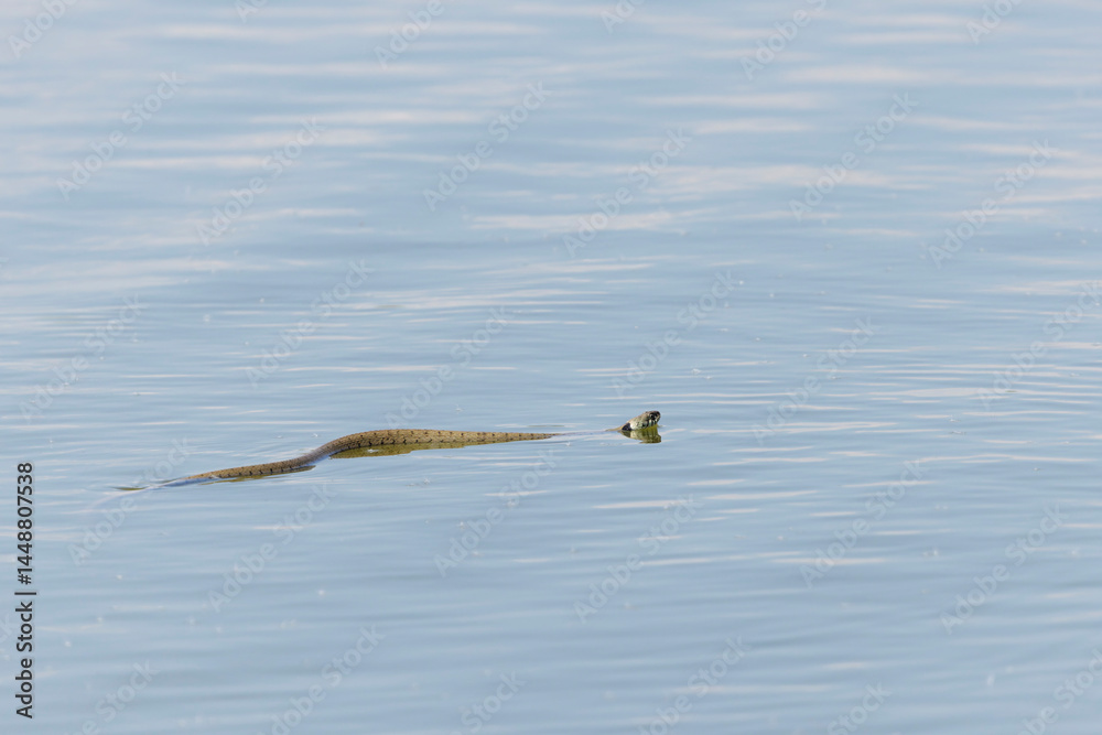 Barred grass snake Natrix Helvetica swimming on a pond in Central France