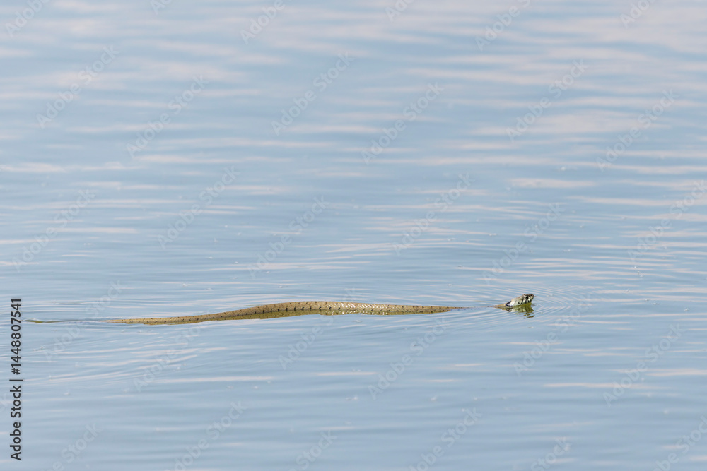 Barred grass snake Natrix Helvetica swimming on a pond in Central France