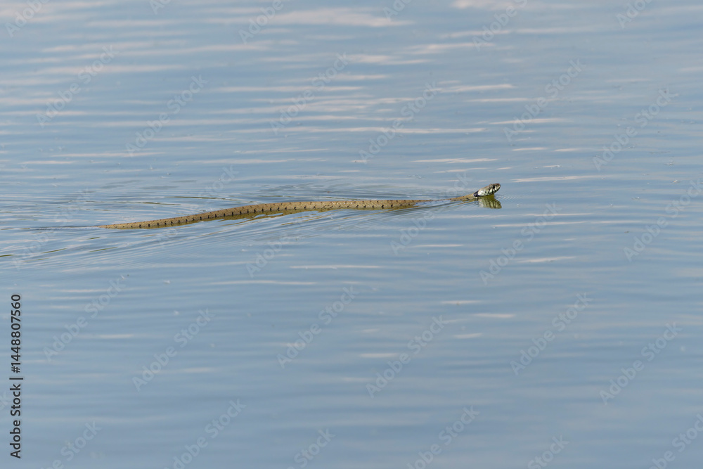 Barred grass snake Natrix Helvetica swimming on a pond in Central France