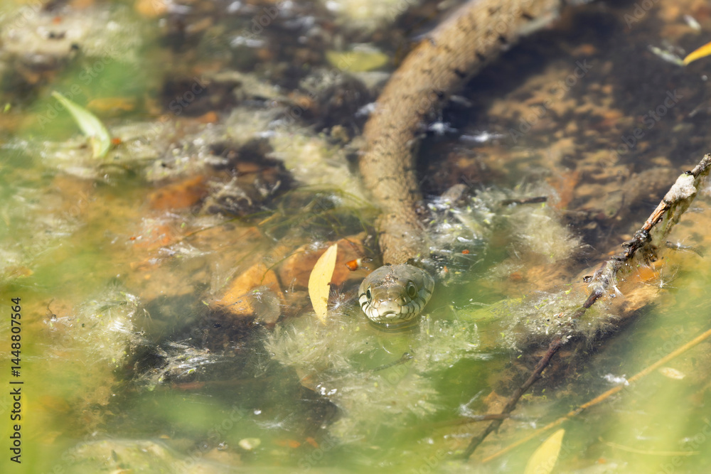 Barred grass snake Natrix Helvetica swimming on a pond in Central France