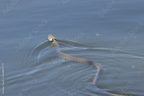 Obraz na płótnie Barred grass snake Natrix Helvetica swimming on a pond in Central France w salonie