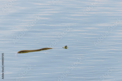 Obraz na płótnie Barred grass snake Natrix Helvetica swimming on a pond in Central France w salonie