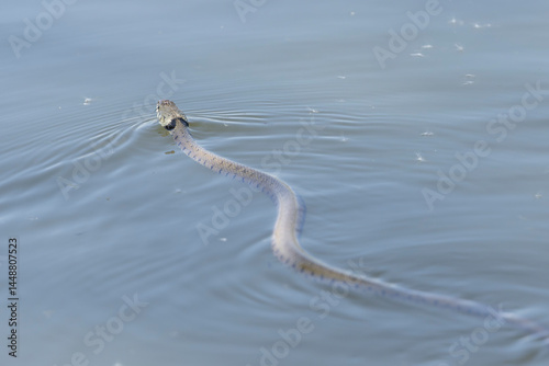 Obraz na płótnie Barred grass snake Natrix Helvetica swimming on a pond in Central France w salonie