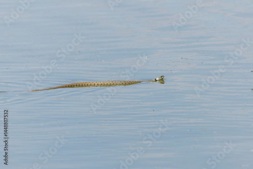 Obraz na płótnie Barred grass snake Natrix Helvetica swimming on a pond in Central France w salonie