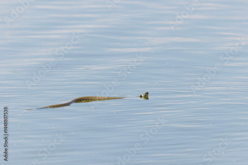 Obraz na płótnie Barred grass snake Natrix Helvetica swimming on a pond in Central France w salonie