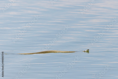 Obraz na płótnie Barred grass snake Natrix Helvetica swimming on a pond in Central France w salonie