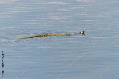 Barred grass snake Natrix Helvetica swimming on a pond in Central France