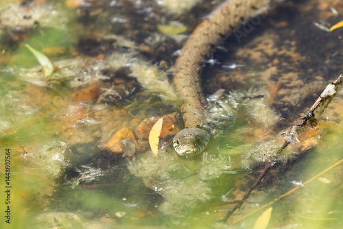 Obraz na płótnie Barred grass snake Natrix Helvetica swimming on a pond in Central France w salonie