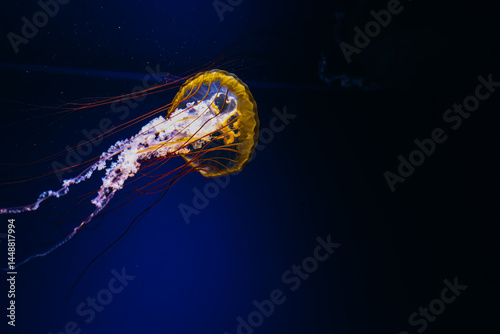 Photography Graceful jellyfish drifting in deep blue ocean waters during a serene marine exp
