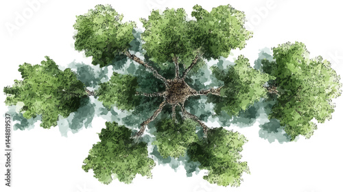 Vector abstract watercolor tree top view isolated on white background for landscape plan and architecture layout drawing, elements for environment and garden   -  