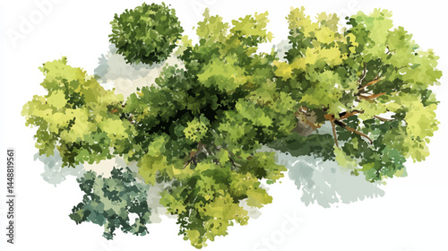 Vector abstract watercolor tree top view isolated on white background for landscape plan and architecture layout drawing, elements for environment and garden   -  