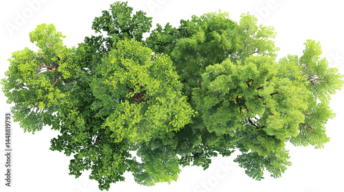 Vector green tree top view isolated on white background for landscape plan and architecture drawing, elements for environment and garden   -  