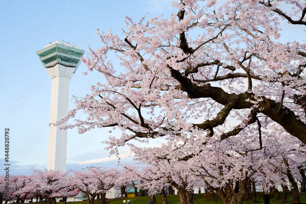 五稜郭公園の桜