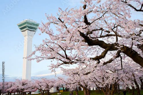 Obraz na płótnie 五稜郭公園の桜 w salonie