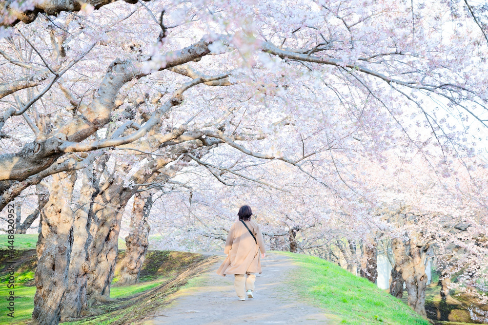 五稜郭公園の桜
