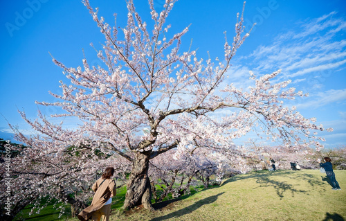 Obraz na płótnie 五稜郭公園の桜 w salonie