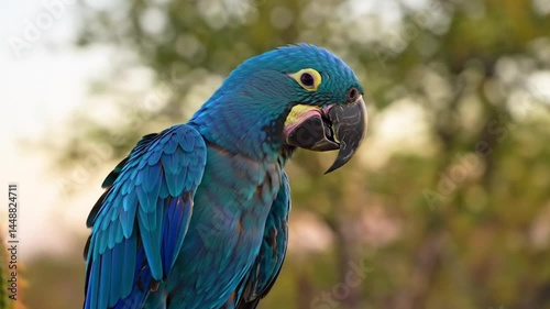 Hyacinth macaw (Cyanopsitta spixii). Amazing beautiful macaw bird parrot wildlife nature tropical avian exotic fauna blue animal feather Video 4k photo