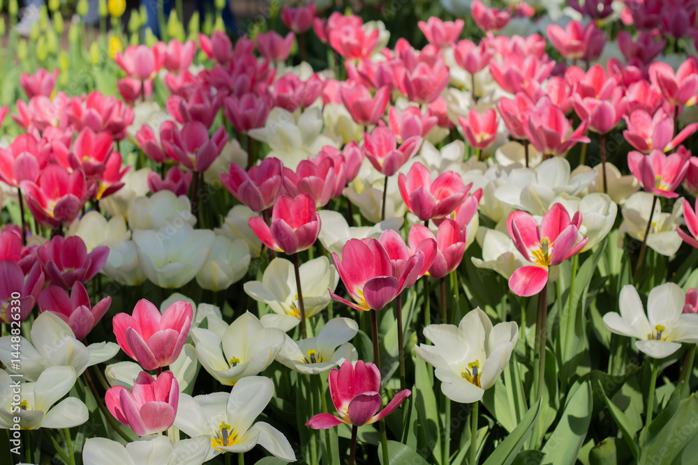 A vibrant display of blooming tulips in Keukenhof, the world-famous flower garden in the Netherlands. Captured during spring, this image showcases the rich colors and natural beauty that attract visit A vibrant display of blooming tulips in Keukenhof, the world-famous flower garden in the Netherlands. Captured during spring, this image showcases the rich colors and natural beauty that attract visit