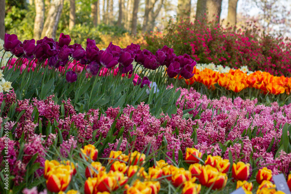 Fototapeta premium A vibrant display of blooming tulips in Keukenhof, the world-famous flower garden in the Netherlands. Captured during spring, this image showcases the rich colors and natural beauty that attract visit