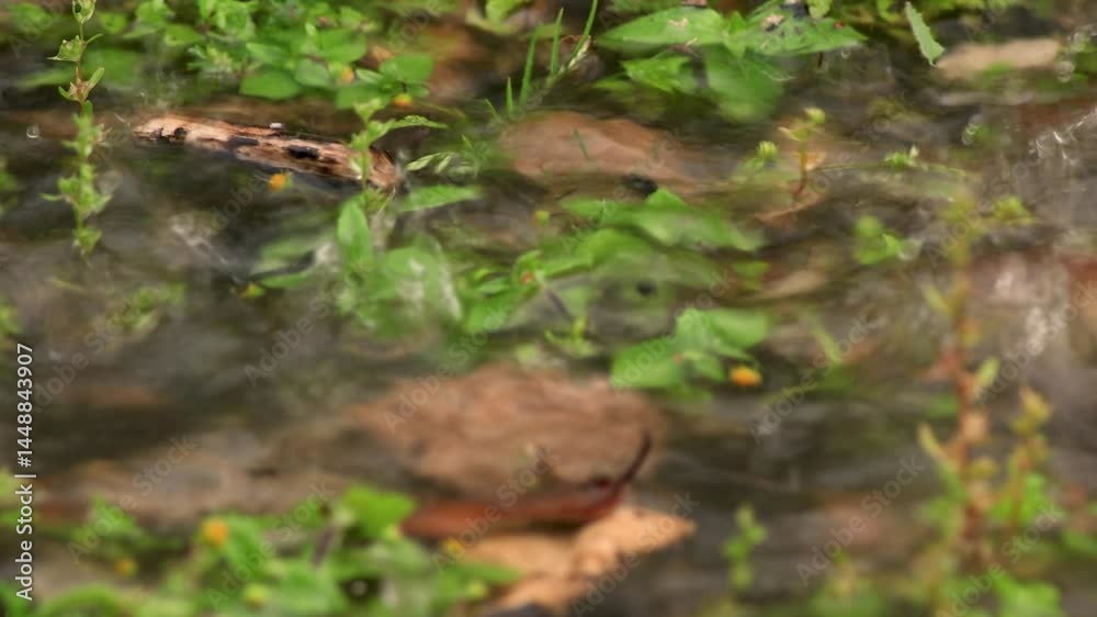 A little stick floating on a rain puddle and being moved by the falling drops, in a farm near the town of Villa de Leyva in central Colombia. A little stick floating on a rain puddle and being moved by the falling drops, in a farm near the town of Villa de Leyva in central Colombia.