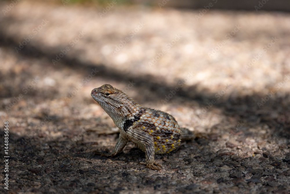 The scales and the tail of a Desert Spiny Lizard staying cool in the Sonoran Desert near Tucson Arizona