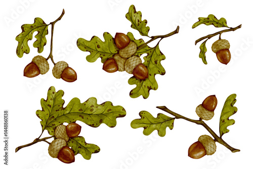 Collection of autumn oak branches with acorns and leaves. Colorful autumn decor. Vector graphics.