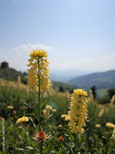 Fiori di Lana