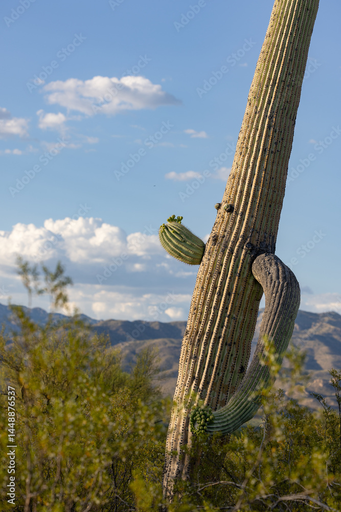 A humorous Saguaro cactus resembles a human with arms and eyes running through the Sonoran Desert near Tuscon Arizona