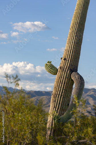 A humorous Saguaro cactus resembles a human with arms and eyes running through the Sonoran Desert near Tuscon Arizona