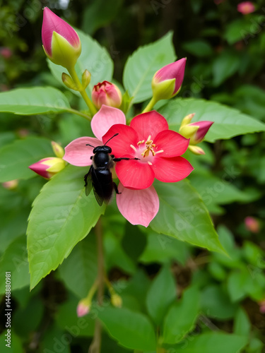 Atrophaneura Hector, the crimson rose on flower at green background. Photo from Nilaveli in Sri Lanka.