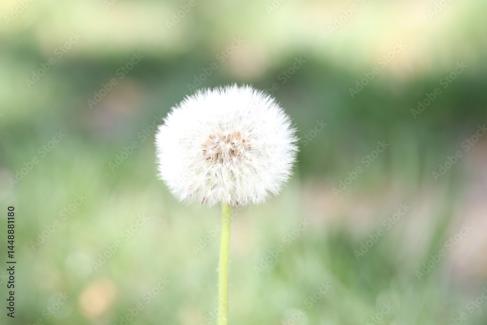 Beautiful dandelion flower and green grass outdoors Beautiful dandelion flower and green grass outdoors