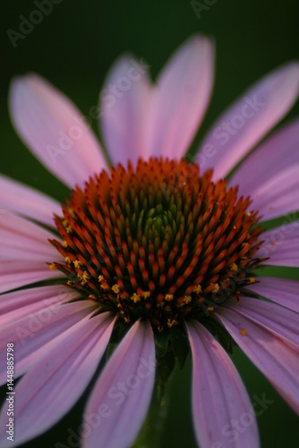 Purple Cone Flower