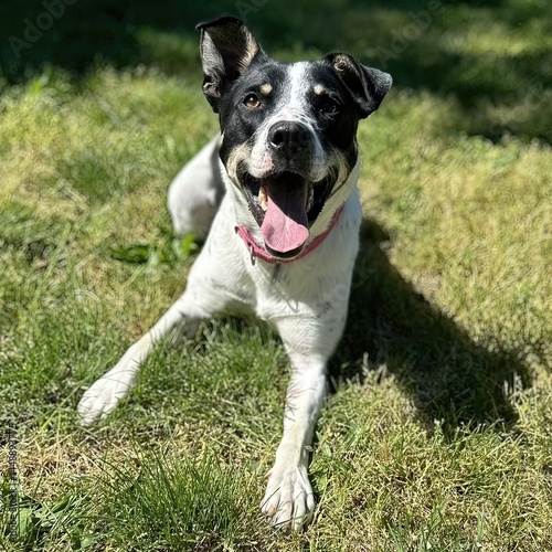 One-Eared Wonder